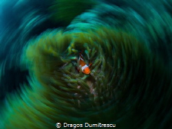 Nemo Vortex (Amphiprion ocellaris)
Philippines, Canon 6d... by Dragos Dumitrescu 